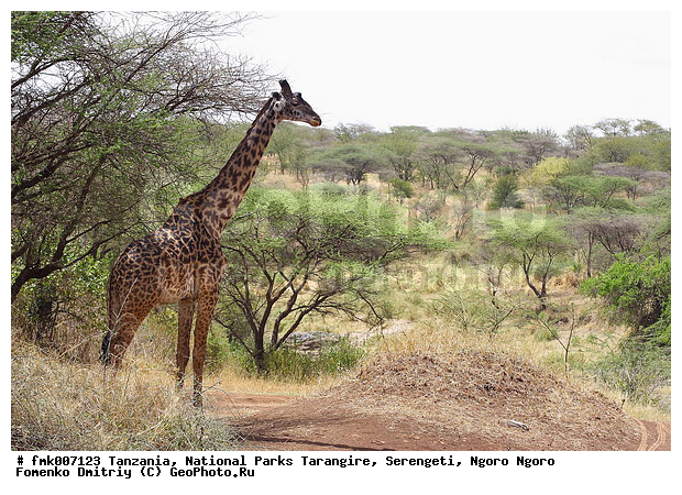 ����������, ���������, ��������, ���������, �����, ��������, �����, ������, ������������ �����, �������, ���, �������������, �����, �����, XYZ, ���������, Giraffidae, Giraffa camelopardalis, �������������, �����, �����, XYZ, ���������, Giraffidae, Giraffa camelopardalis