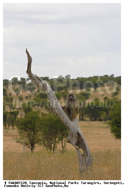 ����������, ���������, ��������, ���������, ������, ������, ������������ �����, �������