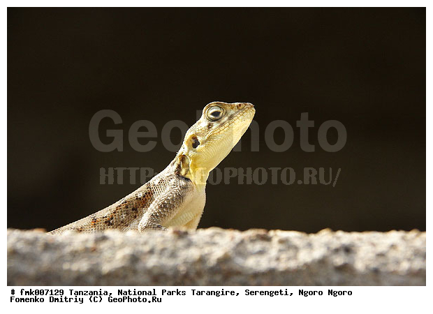 ����������, ���������, ��������, ���������, ������������ �����, �������