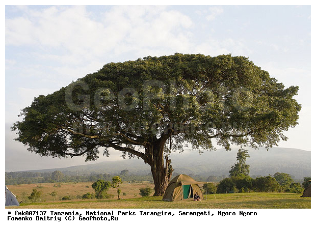 tree, ����������, ���������, ��������, ���������, ������������ �����, �������, �������