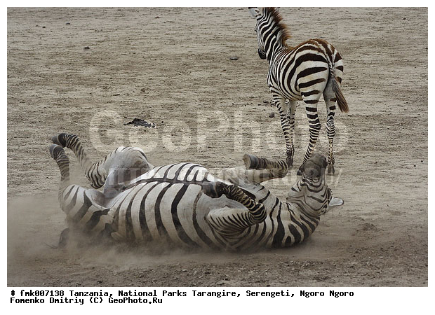 ����������, ���������, ��������, ���������, �����, �����, ��������, ������������ �����, �������, ����, �������������, �����, �����, XYZ, ���������, Equidae, ���������� �����, �������� �����, Equus quagga, Equus burchelli, �������������, �����, �����, XYZ, ���������, Equidae, ���������� �����, �������� �����, Equus quagga, Equus burchelli, Equus quagga burchellii, Asinus burchellii