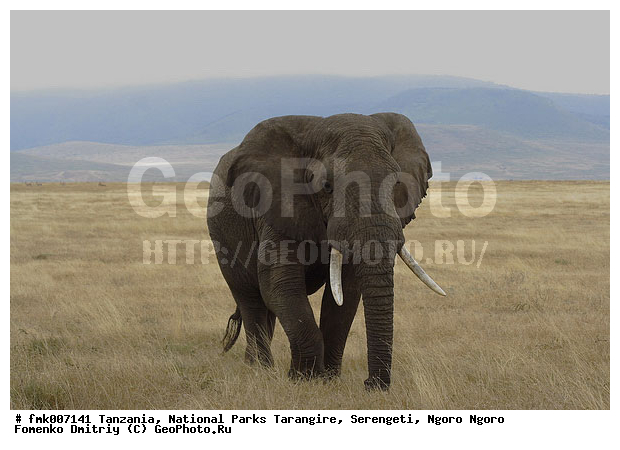 ����������, ���������, ��������, ���������, �����, ������������ �����, �������, ����, �����, ��������, ��������, �������������, �������������, �����, �����, XYZ, ��������, Proboscidea, �������� ����, Loxodonta africana, Elephas africanus, ��������