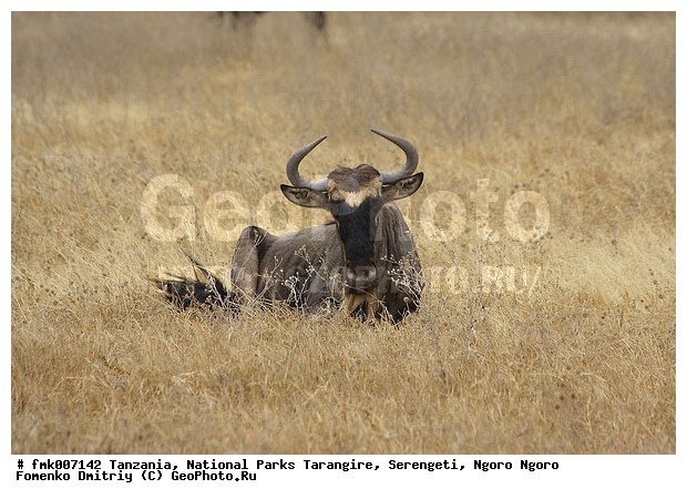 ����������, ���������, ��������, ���������, ��������, ��������-���, ���, �����, ��������, ������������ �����, ��������, ��������, �������������, �������������, �����, �����, XYZ, ���������, Bovidae, ������� ���, ��������� ���, Connochaetes taurinus, ��������� ������