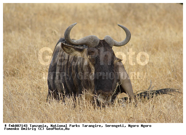 ����������, ���������, ��������, ��������� ��������-���, ��������, ���, ������������ �����, ����, �������, ��������, ��������, �������������, �������������, �����, �����, XYZ, ���������, Bovidae, ������� ���, ��������� ���, Connochaetes taurinus, ��������� ������