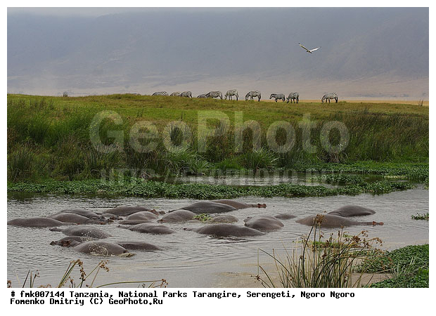 ����������, ���������, ��������, ���������, �������, ��������, ������, ����������, ��������, ������������ �����, ������, �������������, �����, �����, XYZ, �����������, Hippopotamidae, ������������ �������, ����������, Hippopotamus amphibius, �������������, �����, �����, XYZ, �����������, Hippopotamidae, ������������ �������, ����������, Hippopotamus amphibius