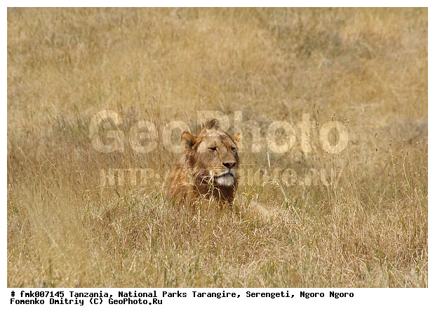 ����������, ���������, ��������, ���������, �����, ��������, ���, ������������ �����, �������, ������, ��������, ��������, �������������, �������������, �����, �����, �������, ������, XYZ, �������, Felidae, ���, Panthera leo, ������