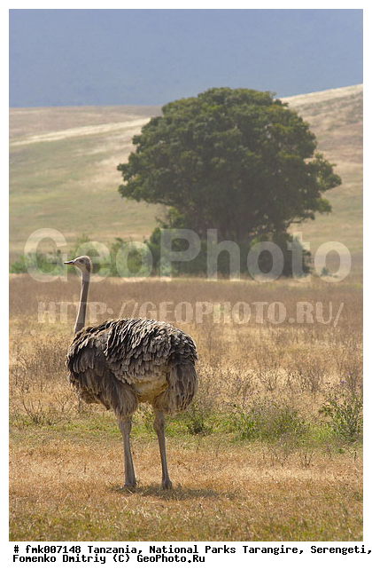 ����������, ���������, ��������, ���������, ������������ �����, �� ������, �����, �������, ������, �����, �����, XYZ, ����������, Struthionidae, Struthio camelus, ����������� ������, �����, �����, XYZ, ����������, Struthionidae, Struthio camelus, ����������� ������