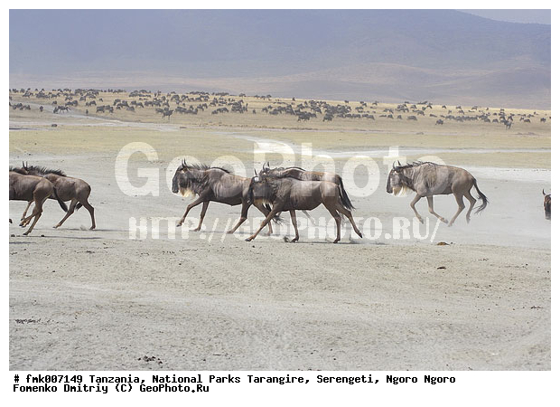 ����������, ���������, ��������, ���������, ��������, ��������-���, ���, ���, �����, ��������, ������������ �����, ��������, ��������, �������������, �������������, �����, �����, XYZ, ���������, Bovidae, ������� ���, ��������� ���, Connochaetes taurinus, ��������� ������