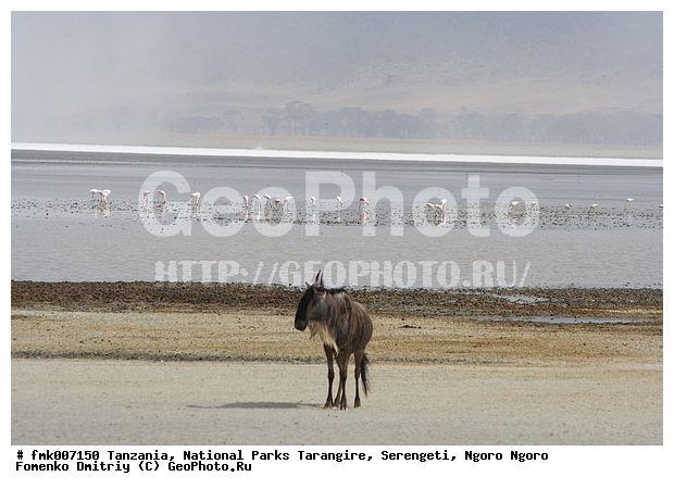 ����������, ���������, ��������, ���������, ��������, ��������-���, ���, �����, ������������ �����, ��������, ��������, �������������, �������������, �����, �����, XYZ, ���������, Bovidae, ������� ���, ��������� ���, Connochaetes taurinus, ��������� ������