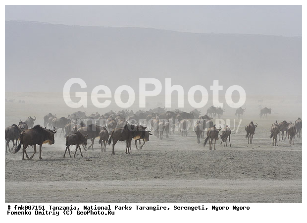 ����������, ���������, ��������, ���������, ��������, ��������-���, ��������, ���, �����, ��������, ������������ �����, ����, ��������, ��������, �������������, �������������, �����, �����, XYZ, ���������, Bovidae, ������� ���, ��������� ���, Connochaetes taurinus, ��������� ������