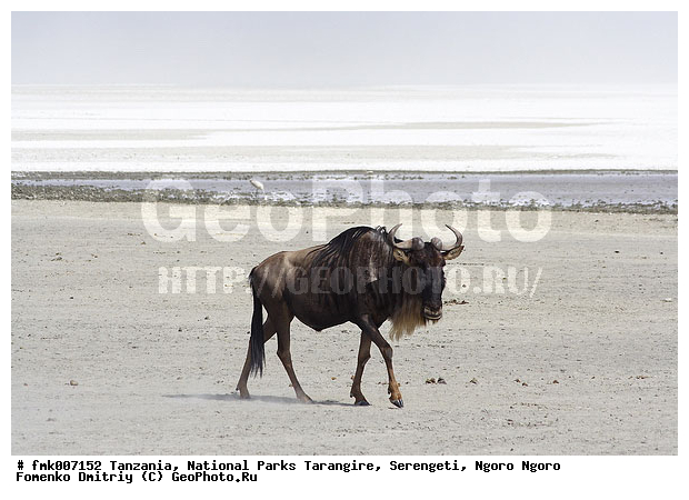 ����������, ���������, ��������, ���������, ��������, ��������-���, ���, �����, ��������, ������������ �����, ��������, ��������, �������������, �������������, �����, �����, XYZ, ���������, Bovidae, ������� ���, ��������� ���, Connochaetes taurinus, ��������� ������