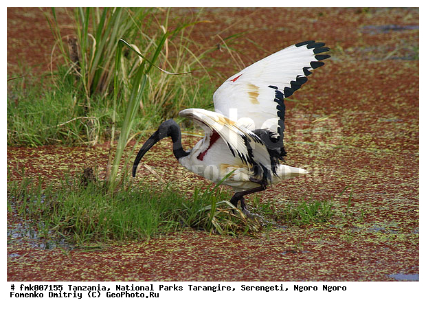 ����������, ���������, ��������, ���������, ������, ������, ������������ �����, �����, ��������, ��������, �����, �����, ��������, �����������, XYZ, ��������, Threskiornithidae, ��������� ����, Threskiornis aethiopicus, ��������, ��������� ������