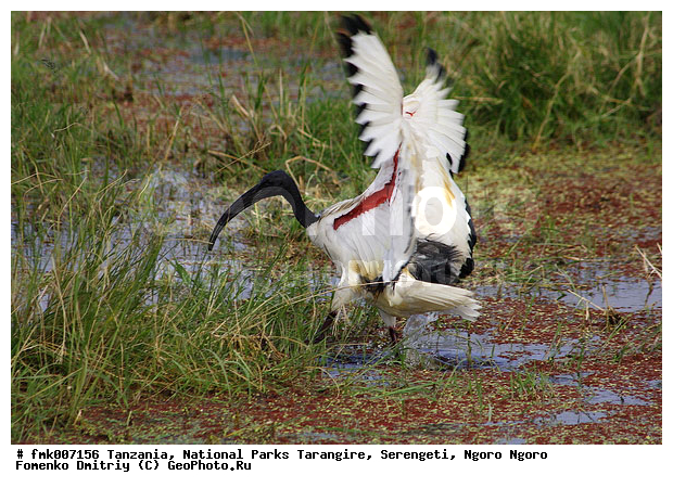 ����������, ���������, ��������, ���������, ������, ������, ������������ �����, �����, ��������, ��������, �����, �����, ��������, �����������, XYZ, ��������, Threskiornithidae, ��������� ����, Threskiornis aethiopicus, ��������, ��������� ������