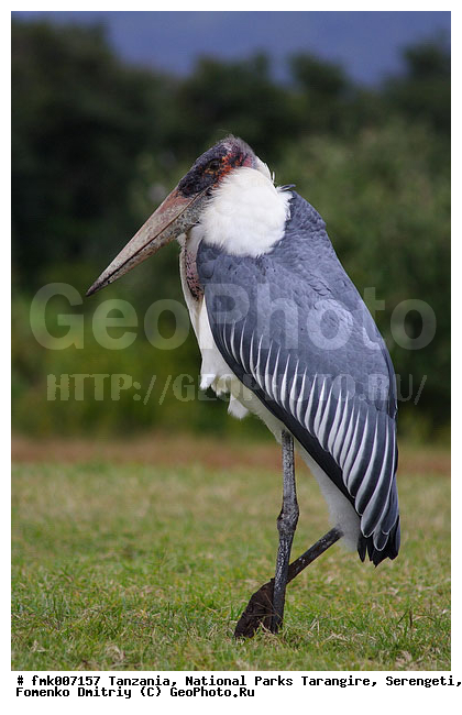 ����������, ���������, ��������, ���������, ������, ������������ �����, �����, �����, �����, XYZ, ��������, Ciconiidae, ����������� ������, Leptoptilos crumeniferus, �����, �����, XYZ, ��������, Ciconiidae, ����������� ������, Leptoptilos crumeniferus