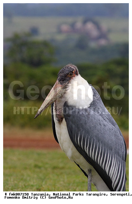 ����������, ���������, ��������, ���������, ������, ������������ �����, �����, �����, �����, XYZ, ��������, Ciconiidae, ����������� ������, Leptoptilos crumeniferus, �����, �����, XYZ, ��������, Ciconiidae, ����������� ������, Leptoptilos crumeniferus