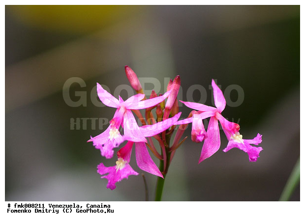 ���������, �������, ������������ ���� �������, ����� �������, ������������ ����, �������