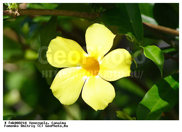 ���������, �������, ������������ ���� �������, ����� �������, ������������ ����, �������, ������