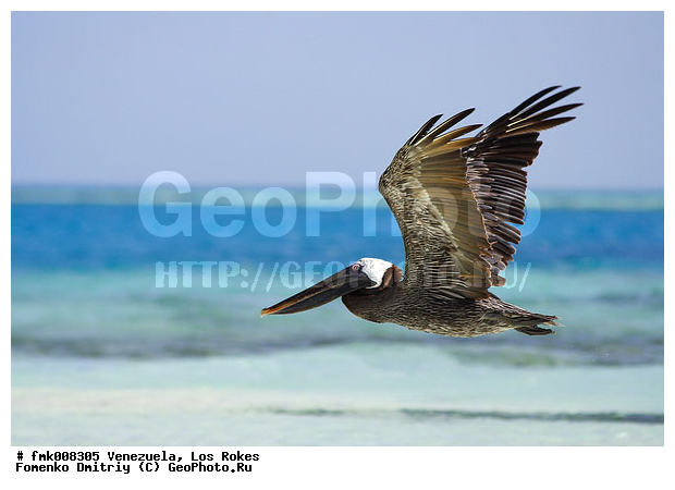 ���������, ��� �����, ����� �������, ���������, ��������� ��� �����, ����, �������, �����, �����, �����, �����, ������� �����, ������� �����,XYZ, �����������, Pelecanidae, ����� �������, ������������ ����� �������, Pelecanus occidentalis, �����, �����, ������� �����, ������� �����,XYZ, �����������, Pelecanidae, ����� �������, ������������ ����� �������, Pelecanus occidentalis