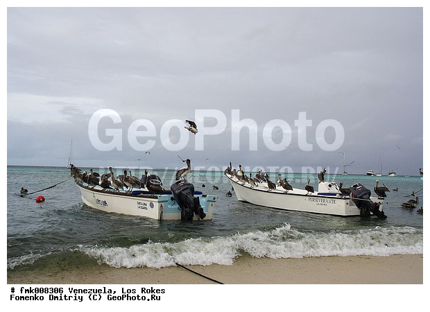 ���������, ��� �����, ����� �������, ���������, ��������� ��� �����, �����, ����, �������, �����, �����, ������� �����, ������� �����,XYZ, �����������, Pelecanidae, ����� �������, ������������ ����� �������, Pelecanus occidentalis, �����, �����, ������� �����, ������� �����,XYZ, �����������, Pelecanidae, ����� �������, ������������ ����� �������, Pelecanus occidentalis