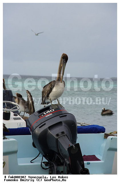 ���������, ��� �����, ����� �������, ���������, ��������� ��� �����, �����, �����, �������, �����, �����, �����, ������� �����, ������� �����,XYZ, �����������, Pelecanidae, ����� �������, ������������ ����� �������, Pelecanus occidentalis, �����, �����, ������� �����, ������� �����,XYZ, �����������, Pelecanidae, ����� �������, ������������ ����� �������, Pelecanus occidentalis