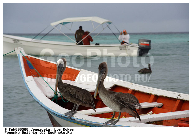 ���������, ��� �����, ����� �������, ���������, ��������� ��� �����, ������ �������, �����, �����, �����, �����, ������� �����, ������� �����,XYZ, �����������, Pelecanidae, ����� �������, ������������ ����� �������, Pelecanus occidentalis, �����, �����, ������� �����, ������� �����,XYZ, �����������, Pelecanidae, ����� �������, ������������ ����� �������, Pelecanus occidentalis