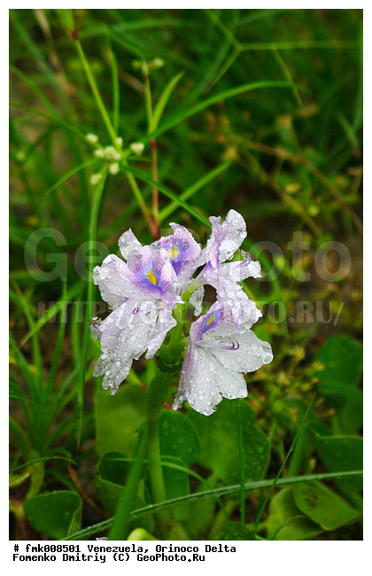 ���������, �������, ����� �������, ������ ���� �������, ��������, ����, ������