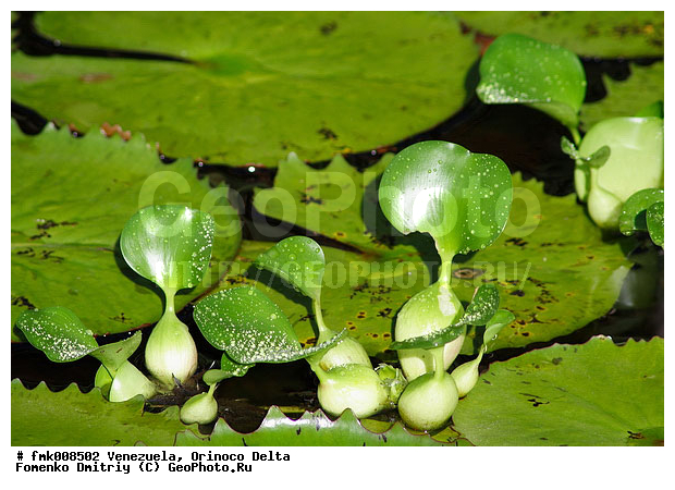 ���������, �������, ����� �������, ������ ���� �������, ��������, ����