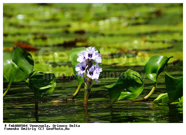 ���������, �������, ����� �������, ������ ���� �������, ��������, ����, ������