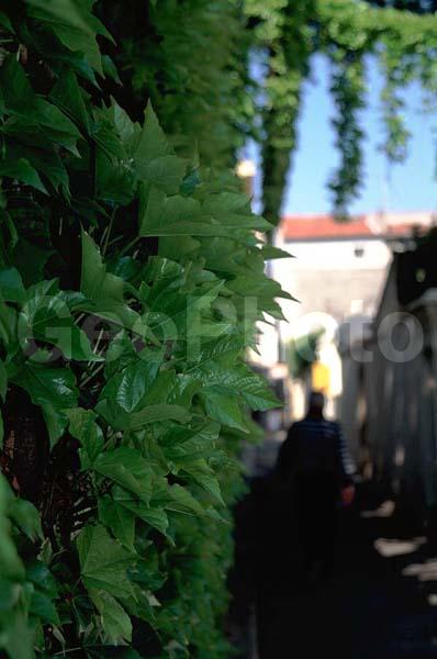 ������� ����, ������, ��������� ������ ��������, ��������, �����, ������