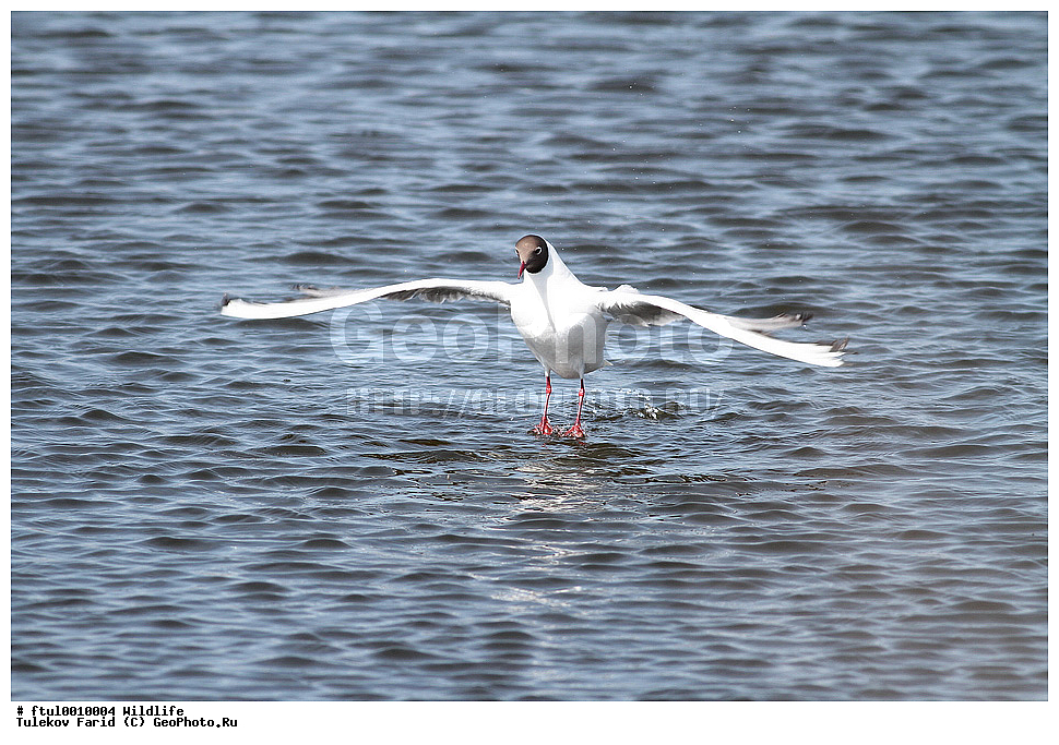 ��������, ��������, �����, �����, XYZ, ��������, �����������, ��������, Laridae, ������ �����, ������� �����, ������������ �����, ������ �����, Larus ridibundus, Chroicocephalus ridibundus