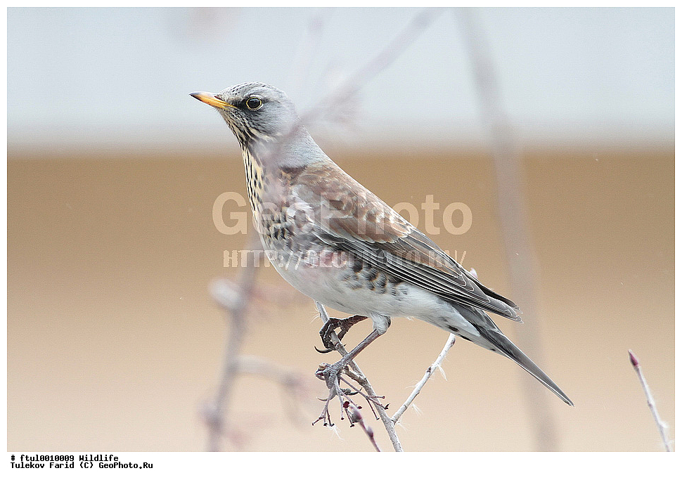 ��������, ��������, ��������, �����������, �����, �����, XYZ, ���������, Turdidae, ��������, Turdus pilaris