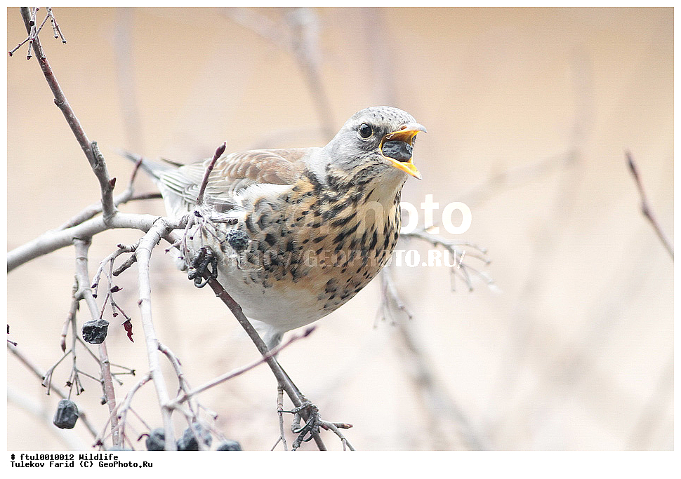 ��������, ��������, ��������, �����������, �����, �����, XYZ, ���������, Turdidae, ��������, Turdus pilaris
