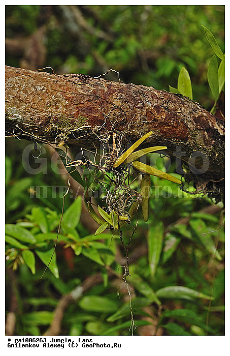 ����, �������, �������, ����� �������, �������, ���, ������, �������, ��������������, �����������, ����������� ���