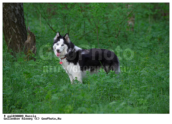 ��������, ������, �����