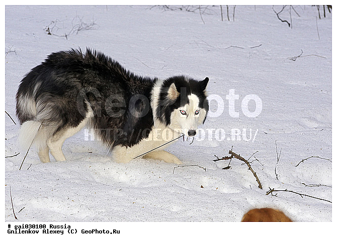 ��������, ������, �����