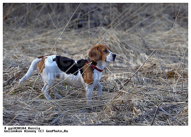 �����, ��������, ������