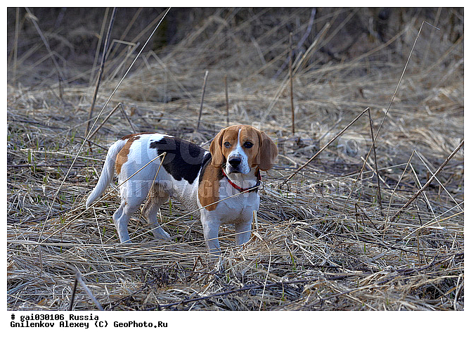 �����, ��������, ������