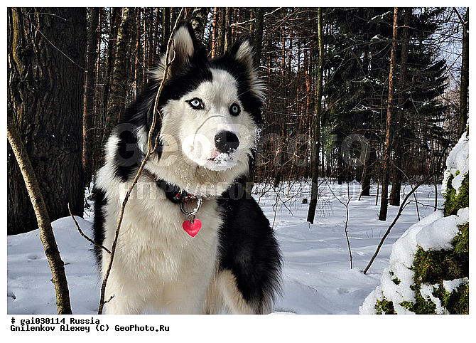 ��������, ������, �����