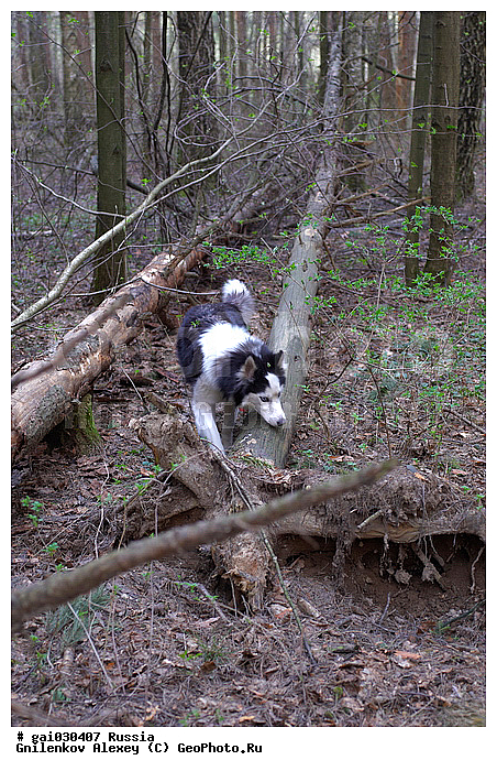 ��������, ������, �����