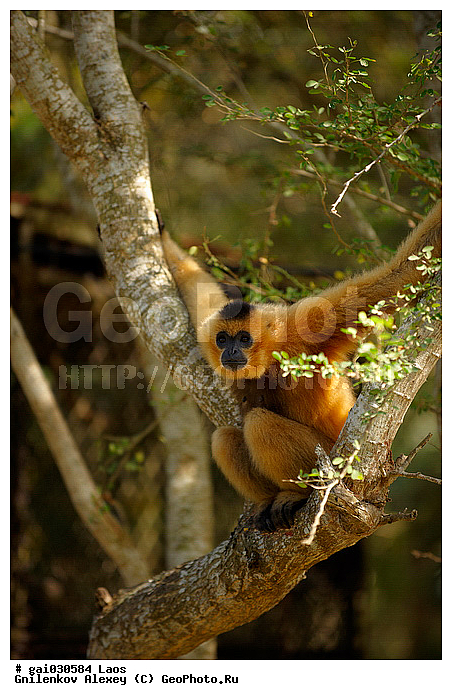 ��������, ����, ��������