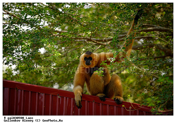 ��������, ����, ��������, ��������, �������, ��������, ��������, �������������, �������������, �����, �����, XYZ, ����������, M���� ���������������� ��������, Hylobatidae, ��������� ������, ���, Hylobates lar