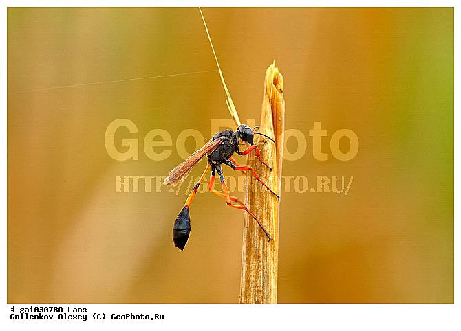 ����, ��������, ��������, ���������, ��������������, �������������, ��������������