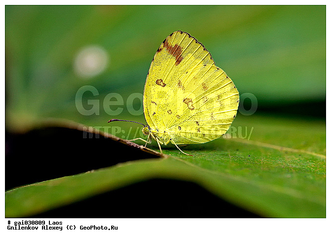 ����, �������, ��������, ���������, �����������, ��������������, �������������, ��������������