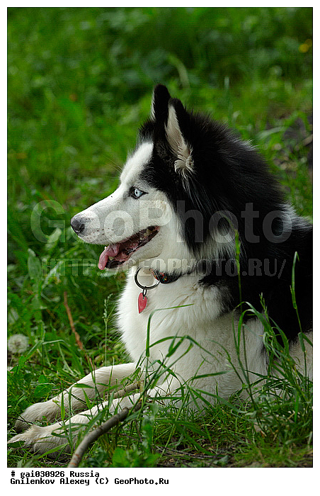 ��������, ������, �����