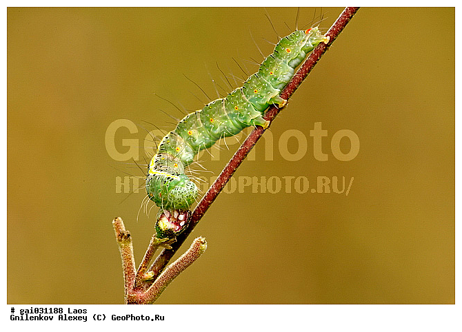 ����, ��������, ��������, ���������, ��������������, �������������, ��������������