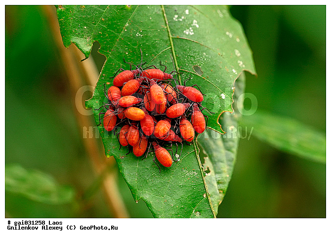 ����, ������������, ��������, ���, �������, ����, ���������, ��������������, �������������, ��������������