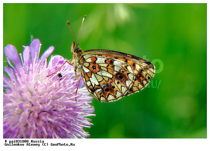 �������, ��������������, ��������, ���������, �����������, ��������������, �������������, ��������������