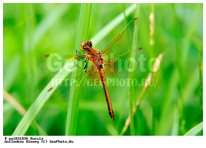 ��������������, ��������, ���������, ��������, ��������������, �������������, ��������������