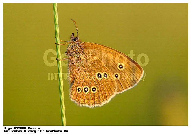 �������, ��������������, ��������, ���������, �����������, ��������������, �������������, ��������������