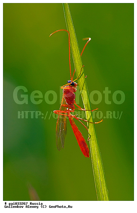 ��������������, ��������, ���������, ��������������, �������������, ��������������